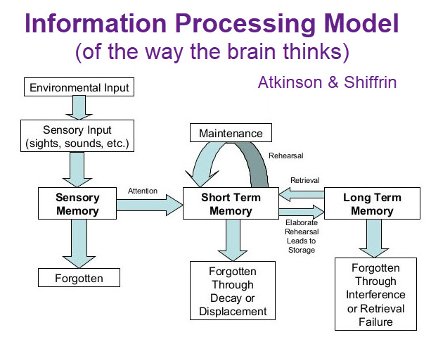 Brain - info processing model