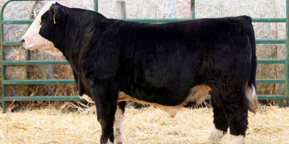 Photo of a bull