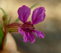 cuphea flower