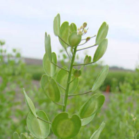 pennycress plant
