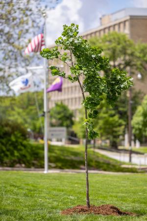 Each year WIU honors employees who passed away the year prior in a memorial planting ceremony. 